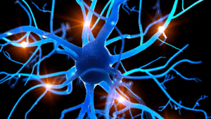 somatic nervous system