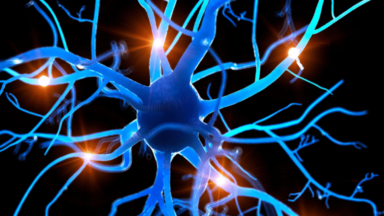 somatic nervous system