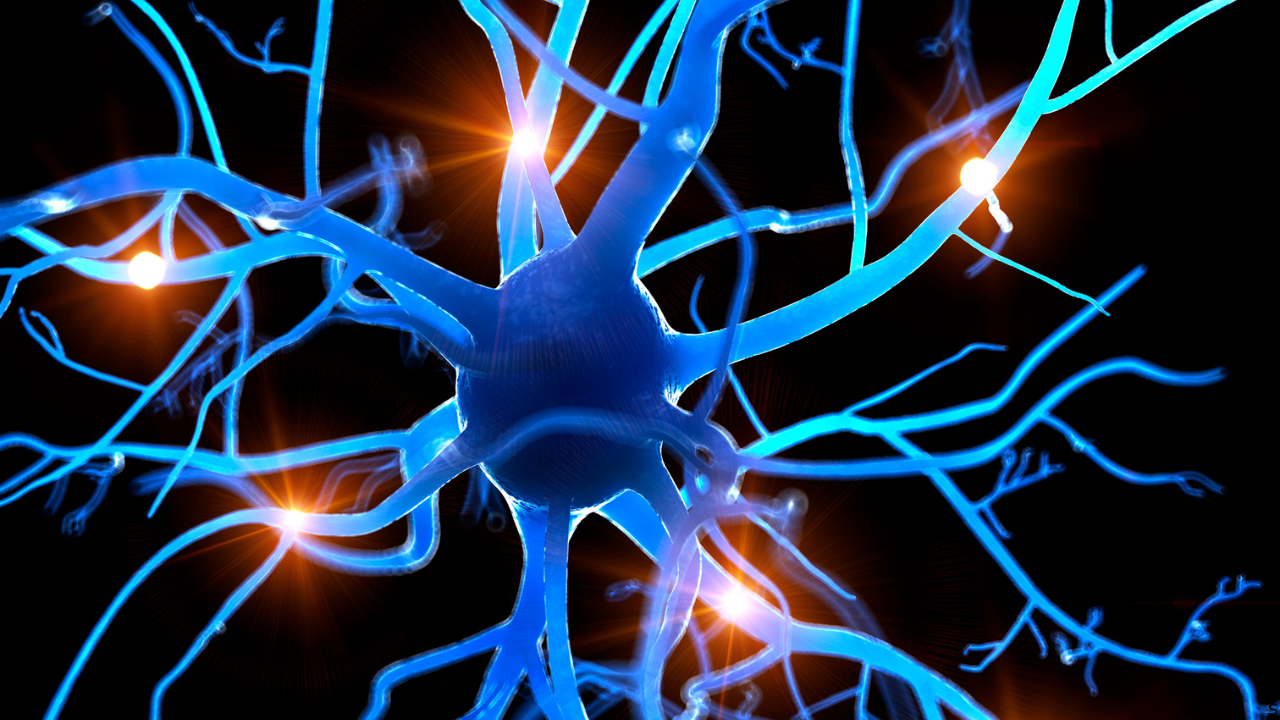 somatic nervous system